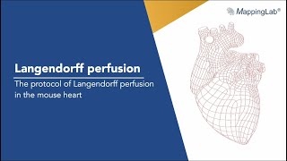 Langendorff perfusion  the protocol of Langendorff perfusion in the mouse heart [upl. by Pauly65]