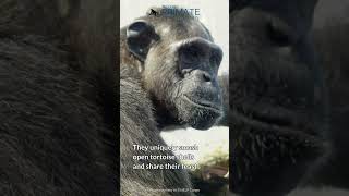 Central Chimpanzee primateconservation biodiversity [upl. by Zebadiah]