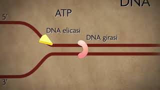 Duplicazione del DNA [upl. by Cynar876]