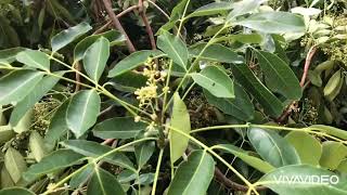 Khaya senegalensis Family Meliaceae [upl. by Eicirtap]