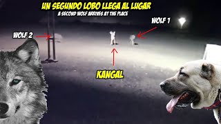 Interaccion Lobos contra perros en el Campo de Batalla Wolf vs Dogs [upl. by Alyehs]