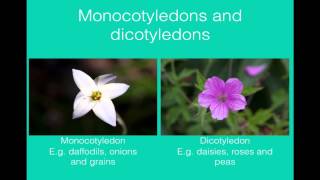 Classification of plants [upl. by Gerius]