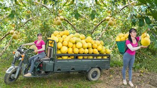 Harvesting a Full 3Wheeled Truck Of Grapefruit Goes To Countryside Market Sell  Free Bushcraft [upl. by Calvert780]