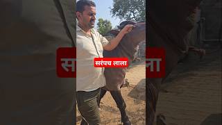 लाला सरपंच animals murrah cow dairyfarm farming shorts ytstudio farm trending wildanimals [upl. by Siseneg283]