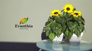 Evanthia  Helianthus Sunsation® [upl. by Manthei826]