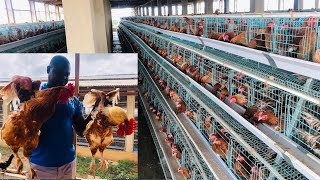 Starting A Big Poultry Farm In Nigeria  Farkald Poultry amp Agroallied Services [upl. by Mosra205]