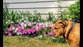 Planting over 1000 Wave Petunia Seeds Tutorial [upl. by Bevers]