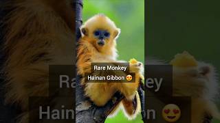 Most Beautiful Monkey In The World  Hainan Gibbon  Gibbon Monkey monkey shorts [upl. by Cobb]