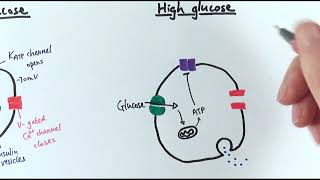 Insulin Onset Peak Duration Mnemonic Nursing  Types of Insulin Nursing NCLEX Review [upl. by Arturo21]