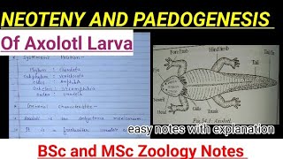 Neoteny and paedogenesis in axolotl larva notes with explanation biology zoology neet bsczoology [upl. by Laws]