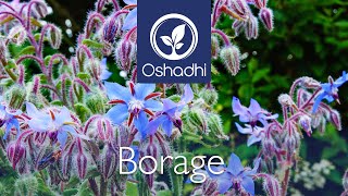 Borage Borago officinalis  EssentialOilPlant Portrait by Dr Malte Hozzel [upl. by Nnylkcaj]