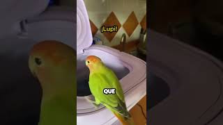 Pajaro se lanza a una Lavadora funcionando [upl. by Eustacia]