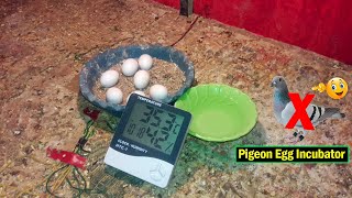 Pigeon Egg Incubator  Pigeon Egg Hatching  Pigeon Eggs  Incubadora [upl. by Athal]