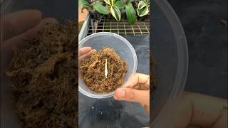 Orchid easy Propagation plants gardening ytshorts [upl. by Ecerehs]