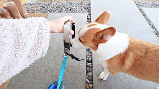 How I Walk My Corgi See What Happens Next [upl. by Rodl]