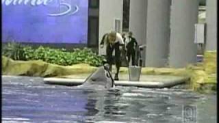 NH Family Shares Video Of Deadly Sea World Show [upl. by Ellehcem]