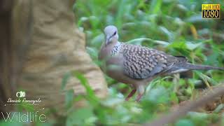 අළු කොබෙයියා  Spotted dove Stigmatopelia chinensis ceylonensis [upl. by Agnola]