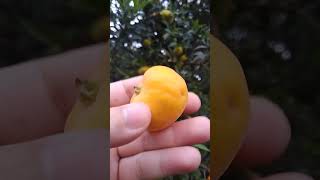 Uvaia uma fruta nativa do Brasil rica em vitamina A e C Eugenia pyriformis [upl. by Kcerred]