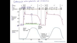 Cardiomyocyte action potential and twitch [upl. by Naujid]