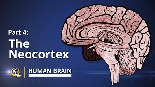 Neocortex  Human Brain Series  Part 4 [upl. by Lila157]