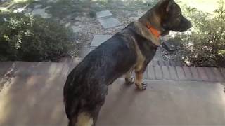 Our male gsd with hip dysplasia what we notice the most [upl. by Yelnek861]