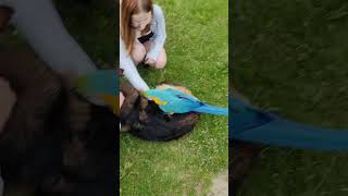 Ara Owczarek i Kaczorek 🦜🥰🐕‍🦺🥰🦆 kaczka kaczor owczarekniemiecki papuga zwierzaki zwierzęta [upl. by Gerstner]