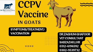 GoatCaperinpleuropneumoniatreatmentsymptomsdrzeeveterinarysolutions [upl. by Menken]