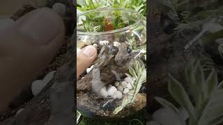 terrariumplantsnaturevivariumterrariumdesignsucculentsindoorplantsgreenlivereelsshorts [upl. by Muldon]