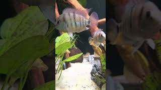 Cryptoheros cutteri pielęgnica błękitnooka parka doczekała się potomstwa 🥰 aquariumfish [upl. by Cyndie]