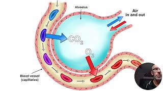 gas exchange in the lungs  VELS Science [upl. by Amalia]