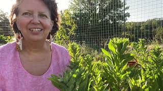 Medicinal Minute Evening Primrose Oenothera biennis [upl. by Basset]