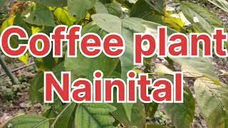 coffee plant in Nainital [upl. by Ynnel]