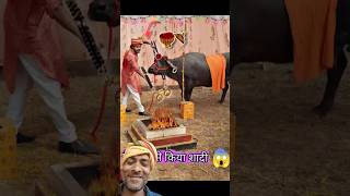 funny bull cow shadi animals weeding shortsfeed [upl. by Radu]