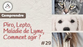 29 Piro Lepto maladie de Lyme chez le Chien amp le Cheval Comment agir au naturel [upl. by Peppie645]