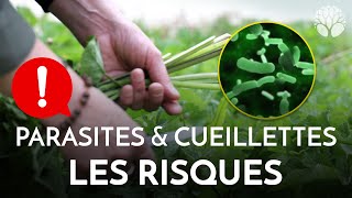 Parasites et cueillettes  les risques [upl. by Jeni]