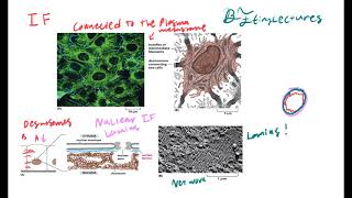 Cell Biology Lecture 9 The Cytoskeleton [upl. by Alvinia]