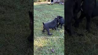 The elementary school pups are headed to recess✨ wasabispetstore TwelveTitansKennels canecorso [upl. by Ydarg101]