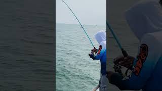 Dahsyatnya menarik ikan fishing predatorrawa fish rawapening mancingrawa shortvideo shorts [upl. by Wyndham]