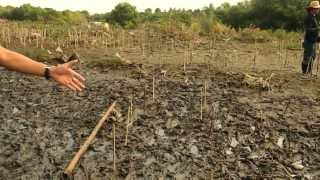 Mangrove Tree Planting 2014  Noveleta Cavite [upl. by Hibben]