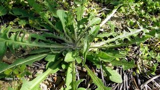 γλυκοσυρίδα ή ταραξάκο ή πικραλίδα  Taraxacum officinale Γαρίπα 1442017 [upl. by Shank]