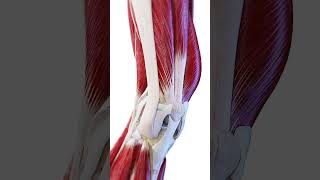 🏋️ The Knee in Motion Muscles amp Ligaments at Work 🏋️ anatomy [upl. by Llednew]