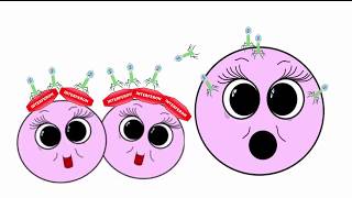 The Immune System  The Innate Nonspecific and the Adaptive Acquired Specific Immune Responses [upl. by Queri]