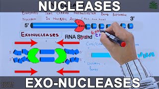 Nucleases  Exonucleases and Endonucleases [upl. by Fosdick]