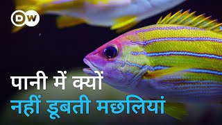 वह अंग जो मछलियों को पानी में डूबने नहीं देता Why dont fish sink in water [upl. by Delahk]