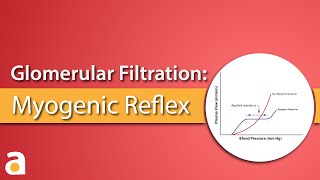 Glomerular Filtration Myogenic Reflex Autoregulation [upl. by Gavini439]