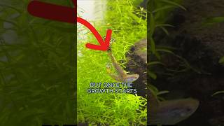 The Best Plants For Walstad Method Planted Tanks aquarium plantedtank fishtank walstadmethod [upl. by Carlye]