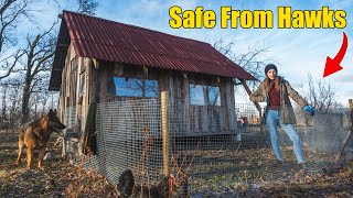 Chicken Coop Getting a Fenced Extension [upl. by Anirbed]