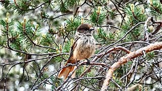 Unglückshäher Perisoreus infaustus Siberian Jay Kuukkeli [upl. by Willabella]