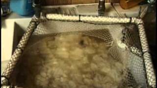 Wool Processing in a Fiber Mill Part 1 of 3 [upl. by Aierdna]