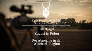 Die Blattzeit beginnt Auf zur Jagd nach Polen [upl. by Ltsyrk]